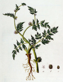 Torilis nodosa Knotted Hedge-Parsley